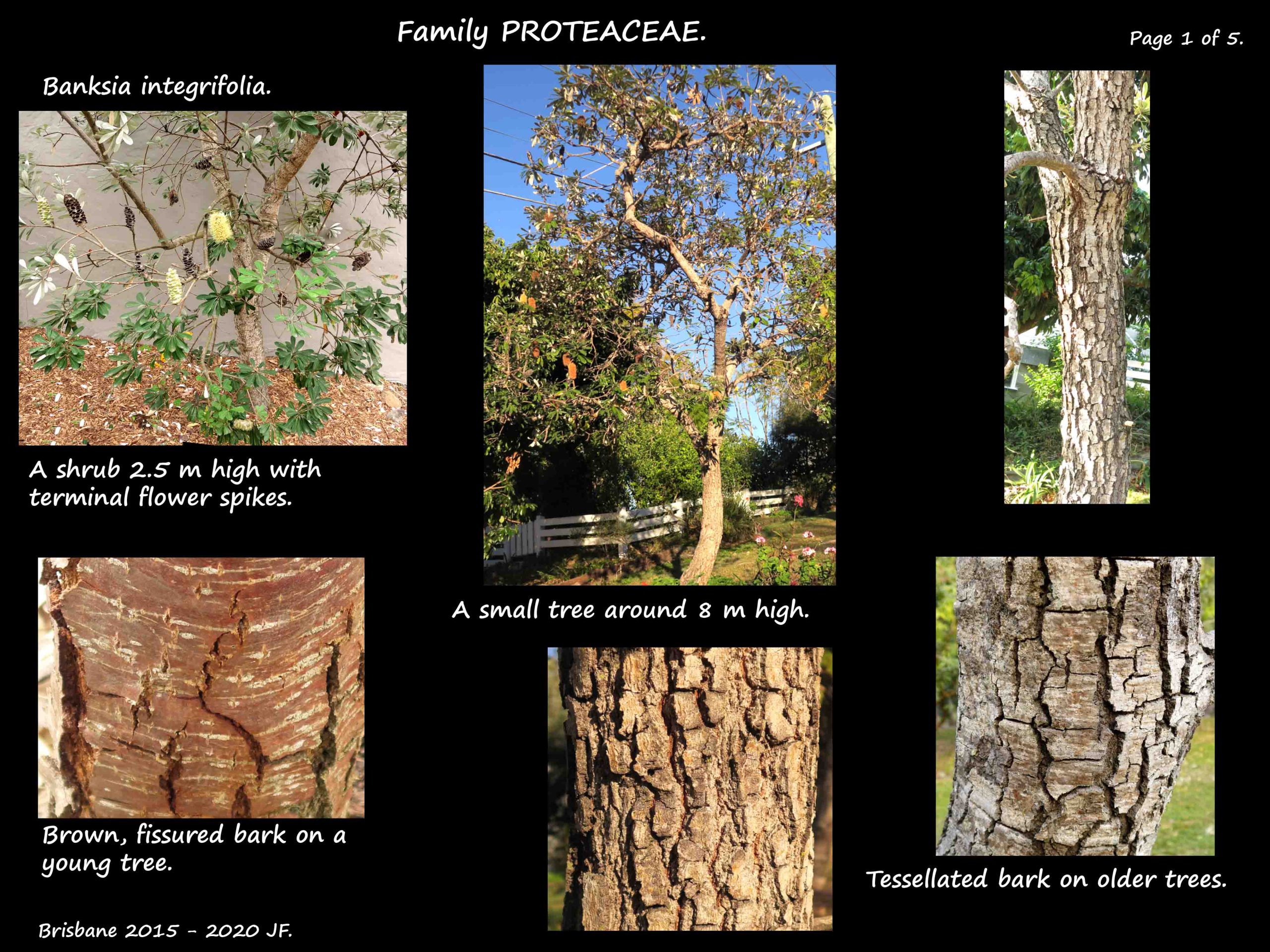 1 Coastal banksia trees & bark